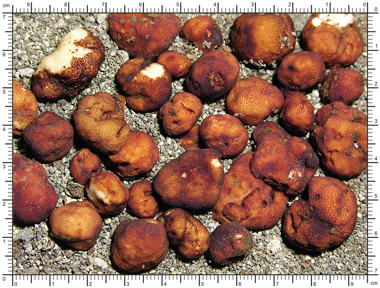 Balsamia vulgaris